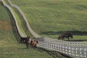 Versailles se encuentra en el corazón de un campo de hierbas, bourbon y caballos pura sangre.