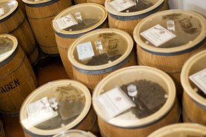 Los aceites y ácidos se encuentran dentro de los granos de café.