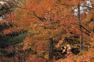Caminar en Nueva Inglaterra durante el otoño significa disfrutar del follaje brillante.