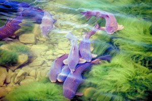 La pesca del bagre es muy popular en Alabama.