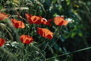David De Lossy/Photodisc/Getty Images Every spring, the poppies at the Antelope Valley California Poppy Reserve in Lancaster bloom, carpeting the landscape with color.