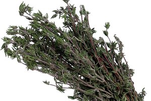 El tomillo o Thymus vulgaris, además de ser un sabroso condimento culinario, es una planta antiséptica, digestiva e insecticida.