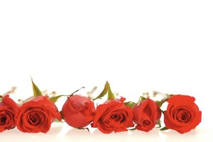 Las rosas no son solamente lindas a tu vista.