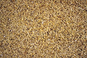 La cebada es un gran sustituto del arroz blanco.