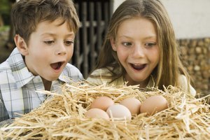 Dale a tu hijo un tiempo a solas con huevos de verdad en su hábitat natural.