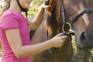Los niños aprenderán a cabalgar y cuidar los caballos en los campamentos de verano en Michigan.