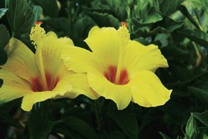 Para fines medicinales, se utiliza cada parte de la planta de hibisco.