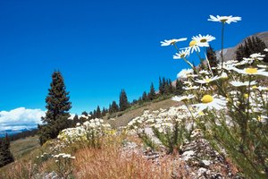 Las flores silvestres son comunes en las montañas cerca del camino Herman Gulch.