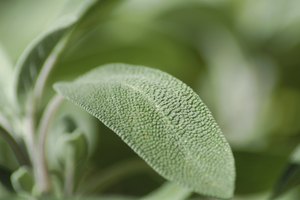 Hoja de salvia.