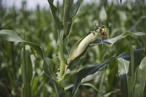 Los OGM tienden a ser menos afectados por los herbicidas.
