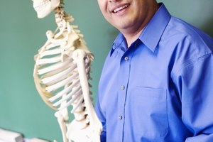 El esqueleto humano.