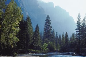 Los niños pueden caminar por muchos de los maravillosos paisajes de Yosemite.