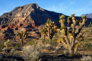 Joshua Tree Woodlands está entre los paisajes de senderismo icónicos.
