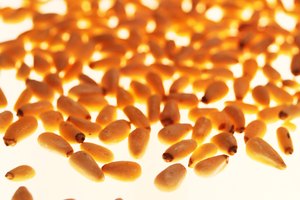 Los piñones están cargados con manganesio y vitamina E.