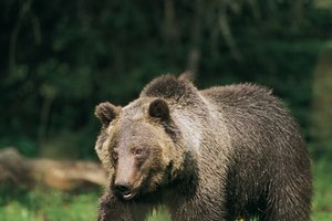 Toma las precauciones necesarias cuando acampes cerca de área de osos.