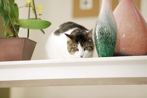 Gato sobre un estante.