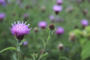 El cardo mariano (milk thistle) ayuda a sanar y proteger el hígado.
