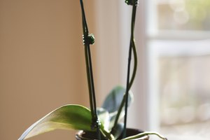 Las orquídeas en maceta son un lindo regalo de agradecimiento.