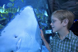 Tampa es hogar de muchas actividades de interior para los niños, incuyendo un acuario y museos.