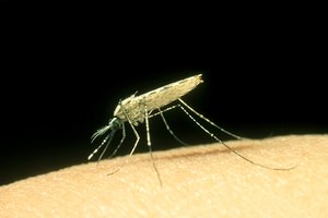 La malaria es causada por la transmisión de los mosquitos, y es una enfermedad que amenaza la vida.