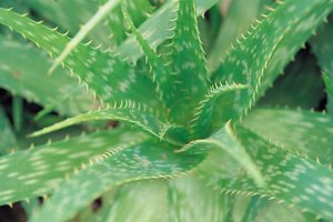 Las plantas que contienen glucósidos cardíacos se han utilizado durante miles de años.