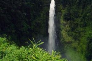 Medioimages/Photodisc/Photodisc/Getty Images Hawaii's forest ecosystems are unique because of the many adaptive radiations from single species that have filled forest niches.