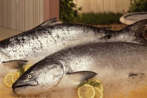 El salmón contiene sustancias que ayudan al cerebro.