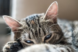 Evita que tu gato estropee los muebles aplicando un poco de Vicks VapoRub sobre la superficie.