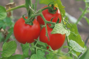Los tomates son plantas que crecen altas y deben sembrarse en la parte posterior de la cama.