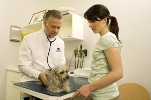 Consulta tu veterinario.