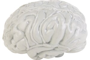 Las actividades de neurociencia amigables para los niños ayudan a los niños a entender el cerebro y el sistema nervioso.