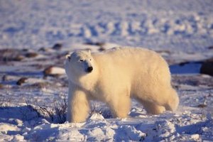 Comstock Images/Comstock/Getty Images Carefully select a clip from a movie or nature program so your class can see the polar bear in the wild.