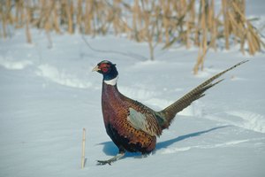 La pechuga de faisán es de color claro con un sabor suave parecido al pollo.