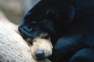 Durante la hibernación, los osos evitan lo peor del invierno.