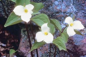 Los trilliums florecen en la primavera temprana en las zonas boscosas del parque.