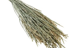 La levadura de arroz rojo tiene beneficios para la salud humana.