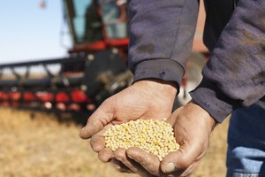 Manos de un granjero llenas de granos de soya.