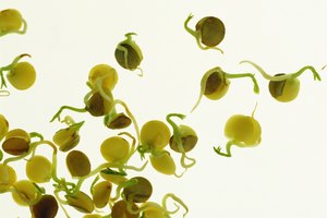 Caloría por caloría, las lentejas brotadas aportan más hierro y cobre que las secas.