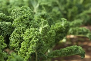 Kale verde fresco creciendo en un jardín.