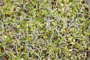 El germen es añadido con frecuencia a ensaladas y otros alimentos.