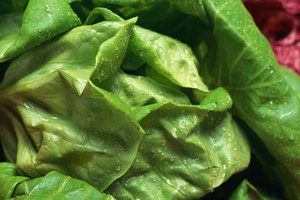 La lechuga romana suele ser más osura en color que la lechuga iceberg.