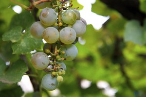 Racimo de uva blanca listo para la cosecha.