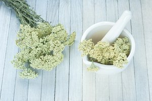 Flores de aquilea.
