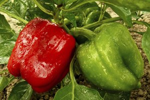 Pimientos rojos y verdes.