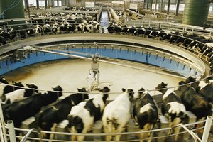 La lactosa de la leche también se puede encontrar en muchos alimentos procesados y carnes frías.
