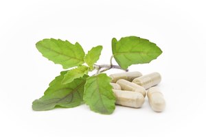 Los usos tradicionales del tulsi se pueden deber a las propiedades de sus aceites esenciales.