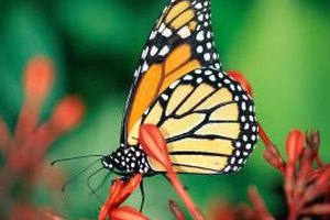 Stockbyte/Stockbyte/Getty Images A well-timed trip means you may see butterflies emerging at the Pryn Sanctuary Butterfly and Hummingbird Garden.