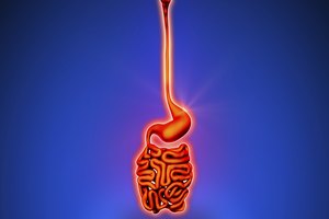 Estómago e intestinos en 3D.