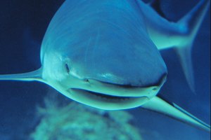 Los tiburones poseen grandes cantidades de cartílago.