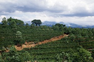 Cobán se localiza en medio de una de las más grandes áreas productoras de café de Centroamérica.